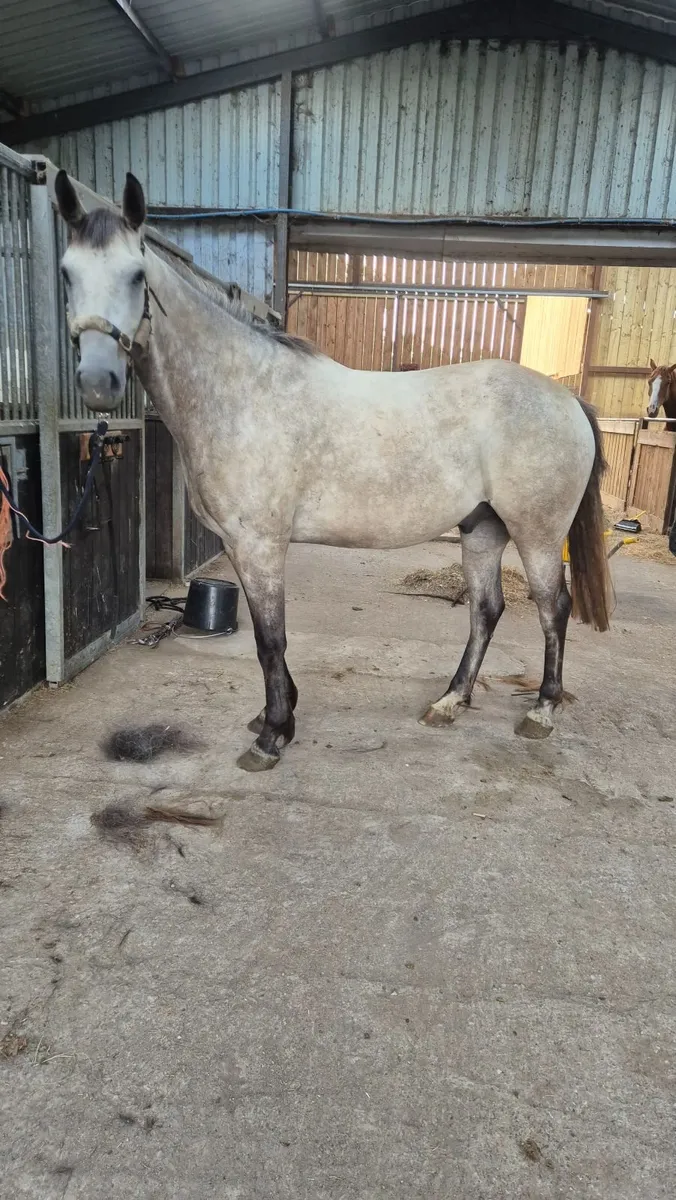 Connara cross 4 year old gelding - Image 2