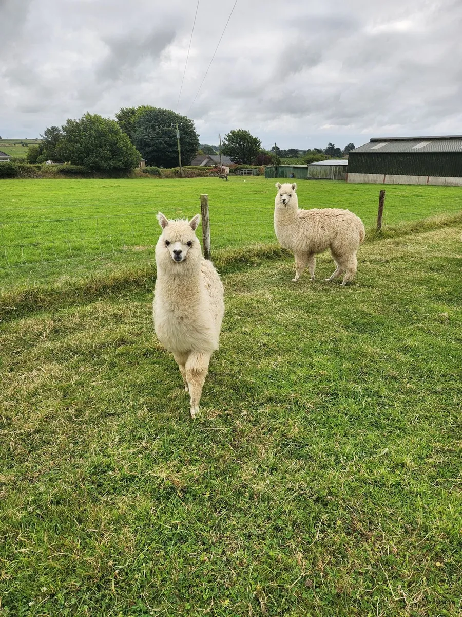 Alpha and sheep for sale - Image 1
