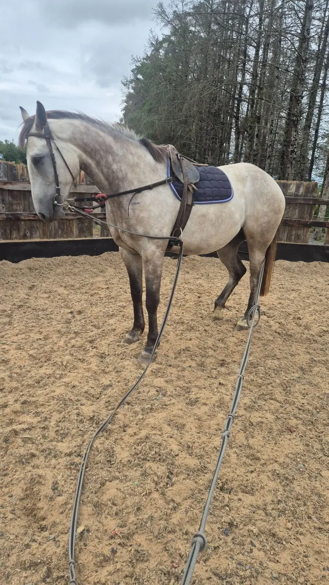 Connara cross 4 year old gelding - Image 4