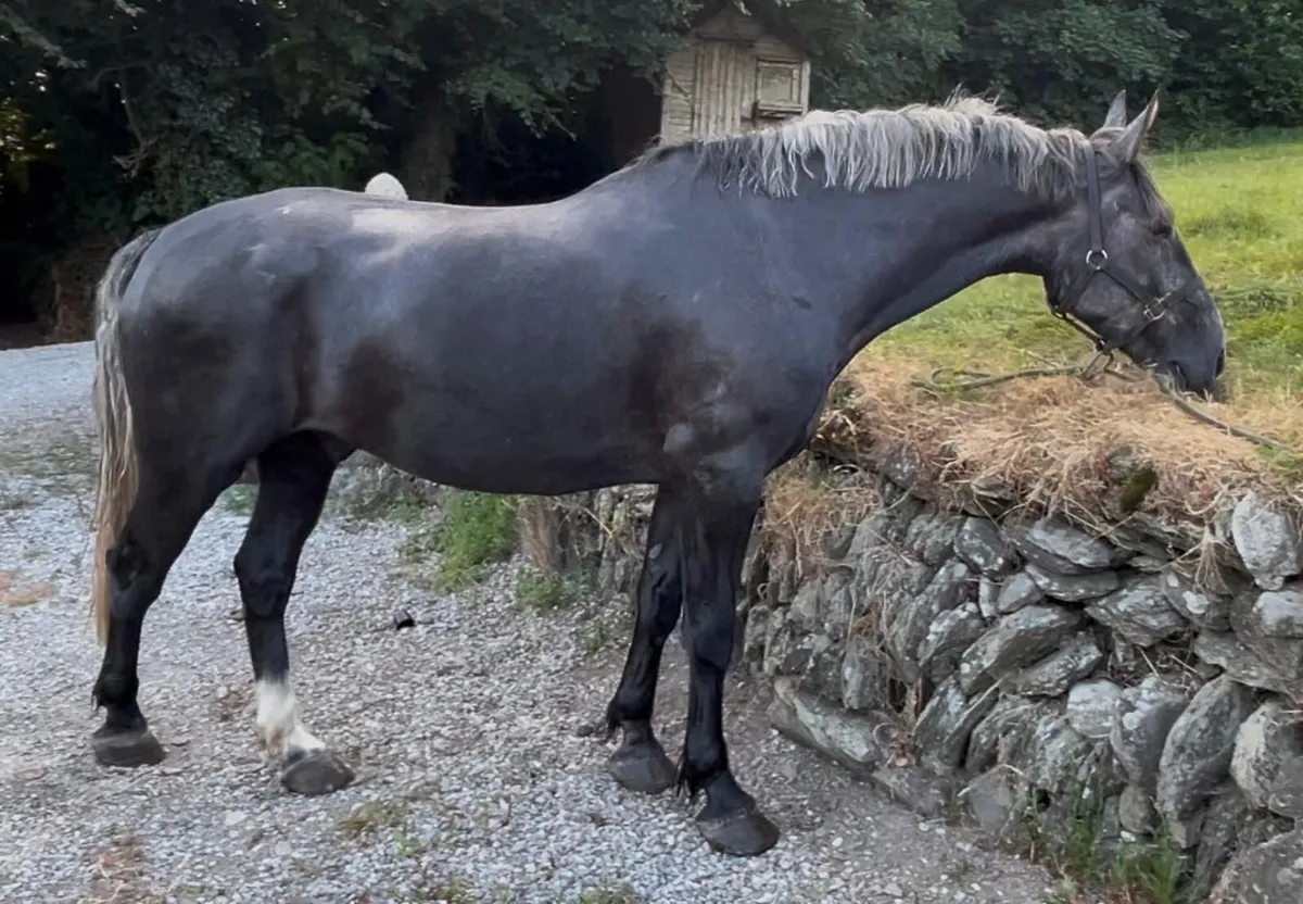 Impressive full RID gelding 16.3h - Image 1