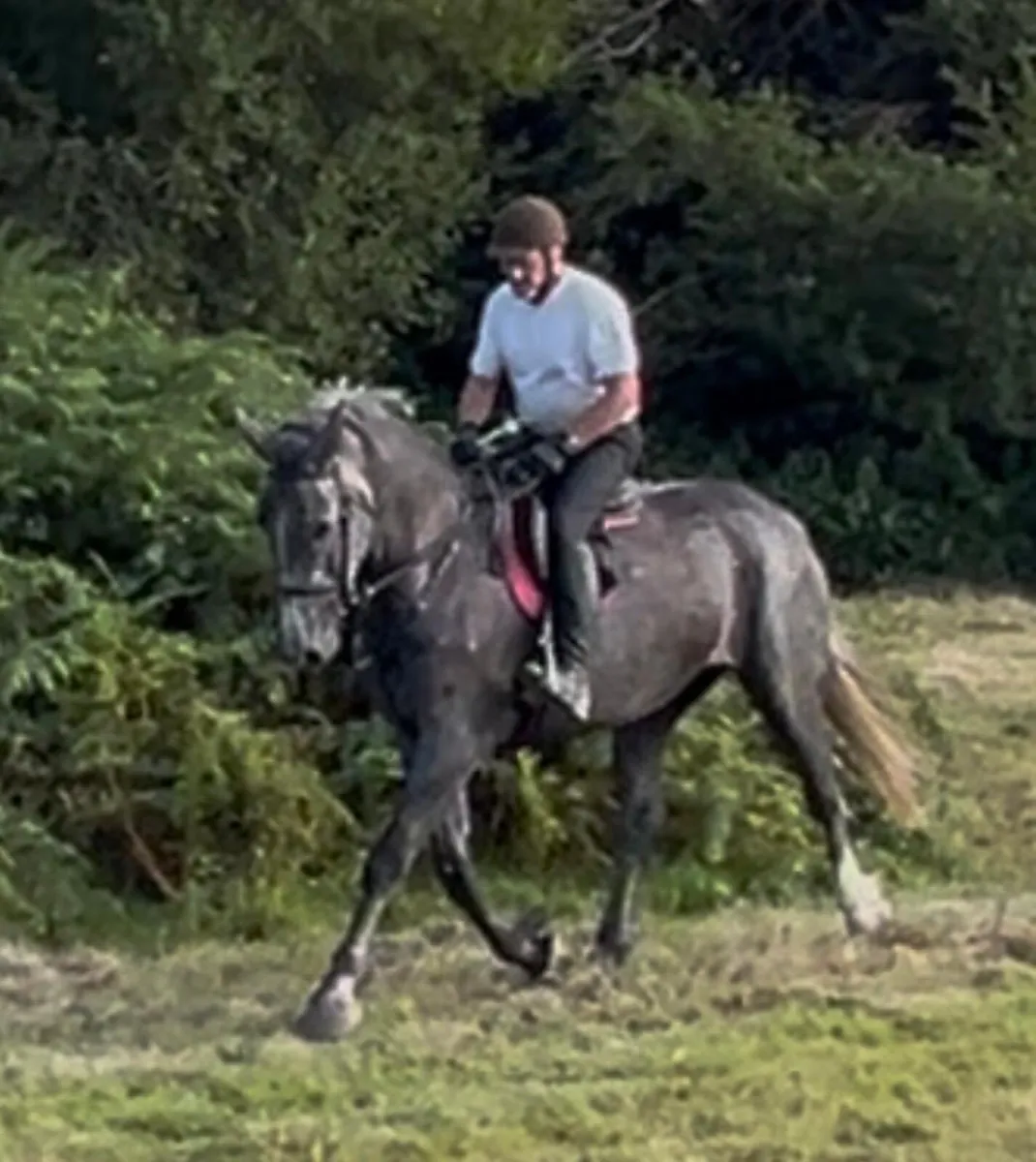 Impressive full RID gelding 16.3h - Image 2