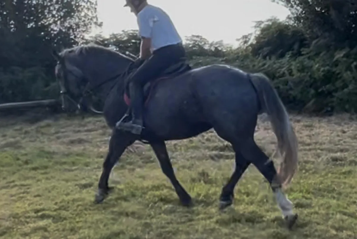 Impressive full RID gelding 16.3h - Image 3