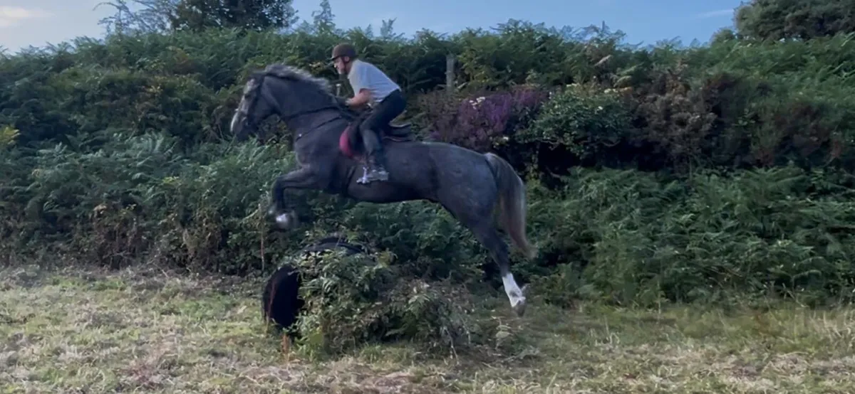 Impressive full RID gelding 16.3h - Image 4