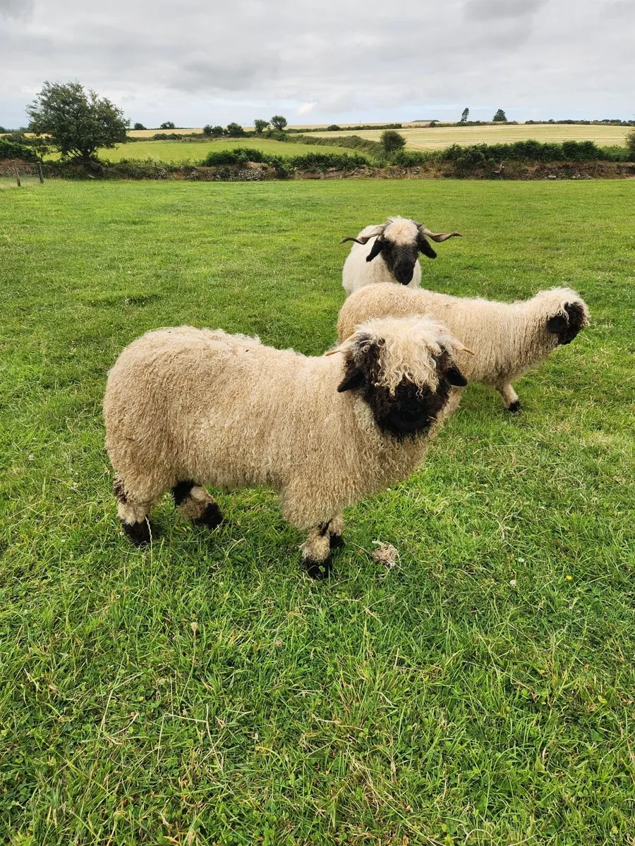 Alpha and sheep for sale - Image 2