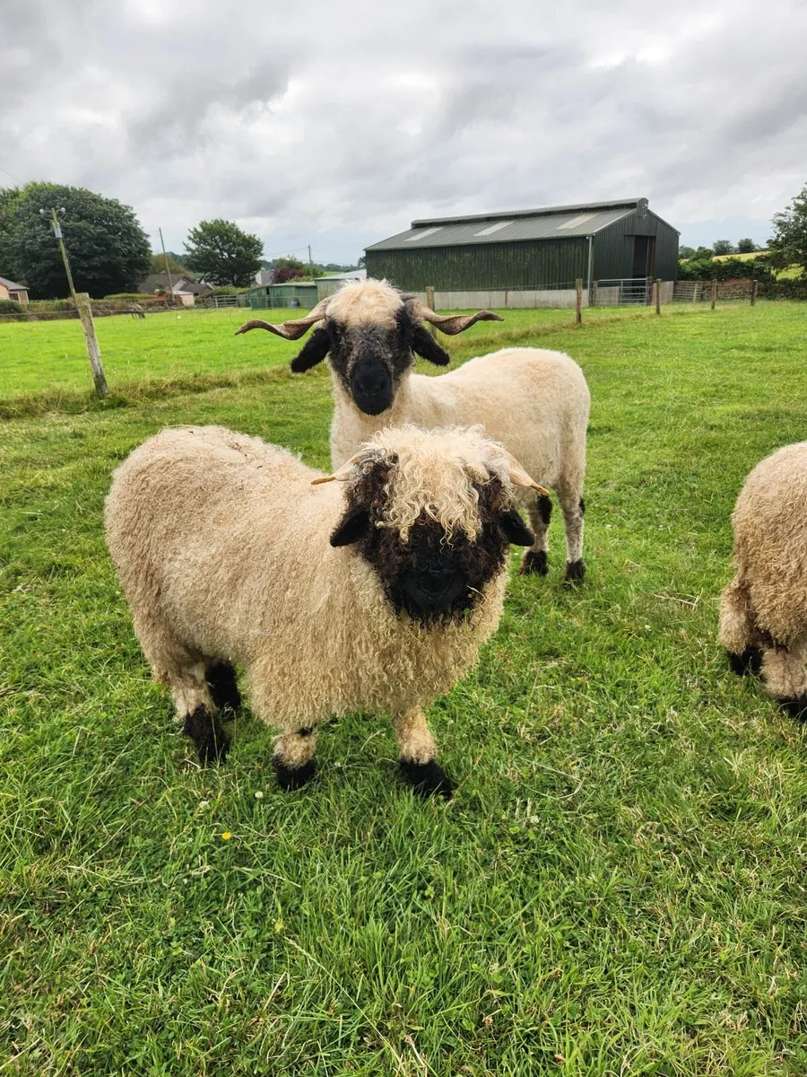 Alpha and sheep for sale - Image 3