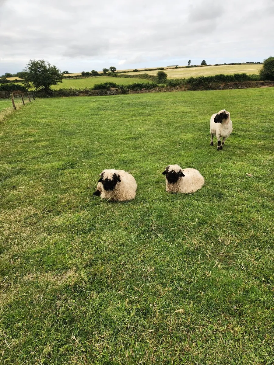Alpha and sheep for sale - Image 4