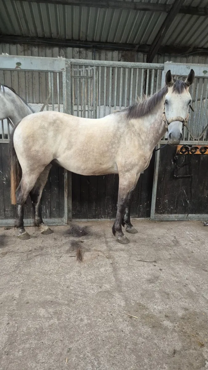 Connara cross 4 year old gelding - Image 1