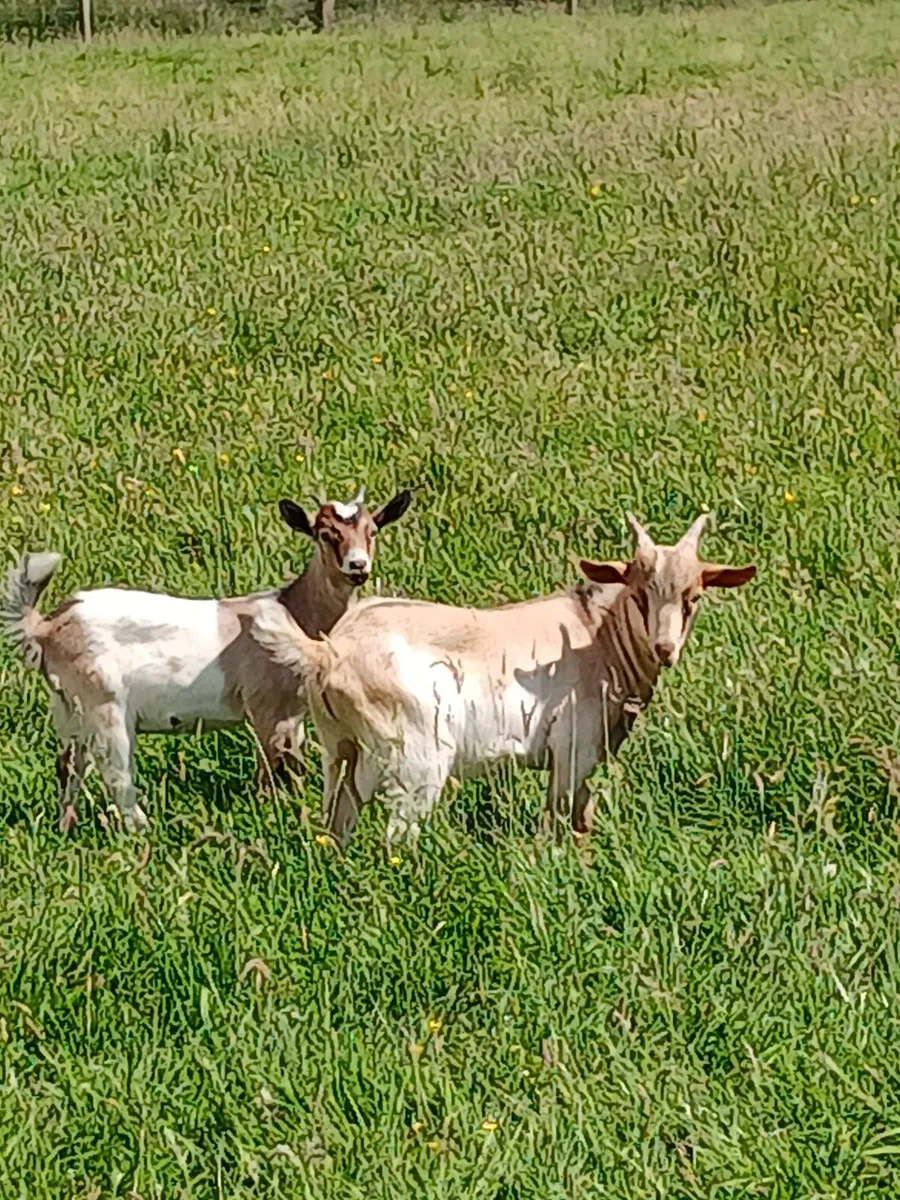 Goats - Image 1