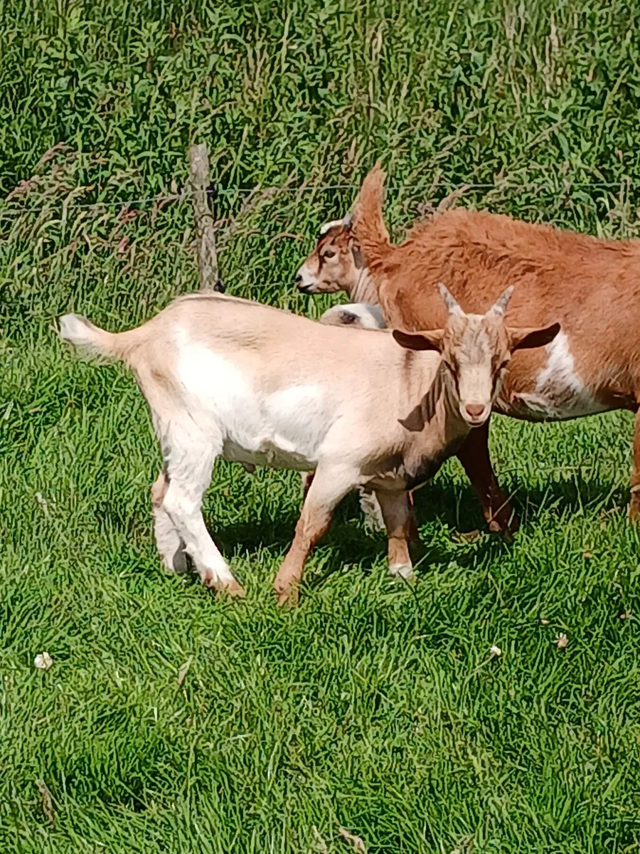 Goats - Image 2