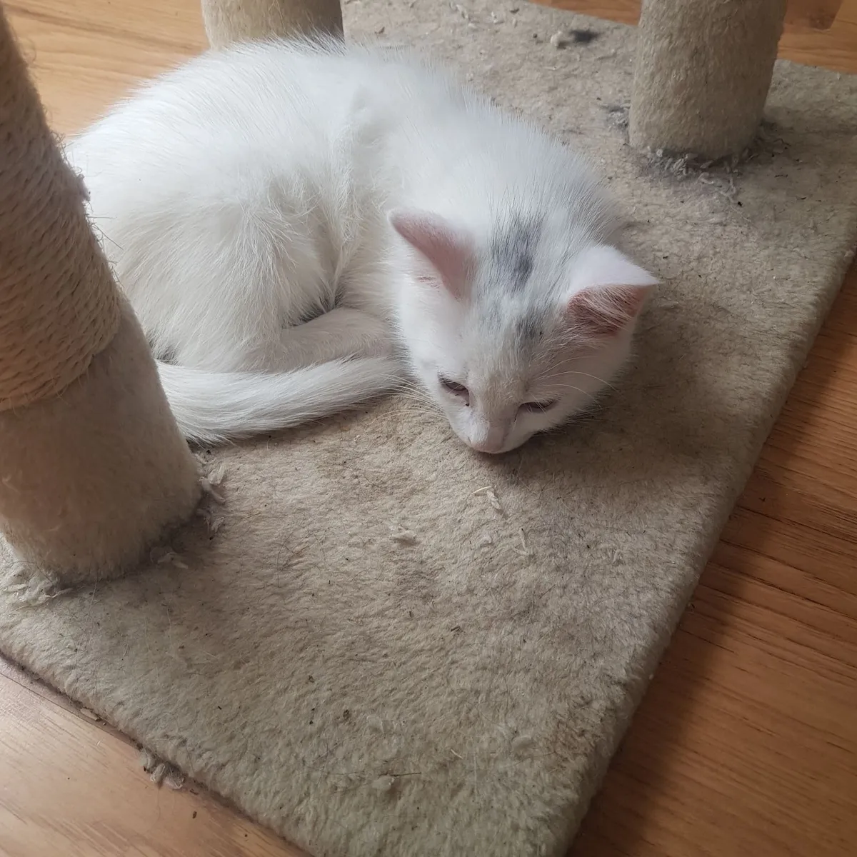 2 beautiful kittens - Image 1
