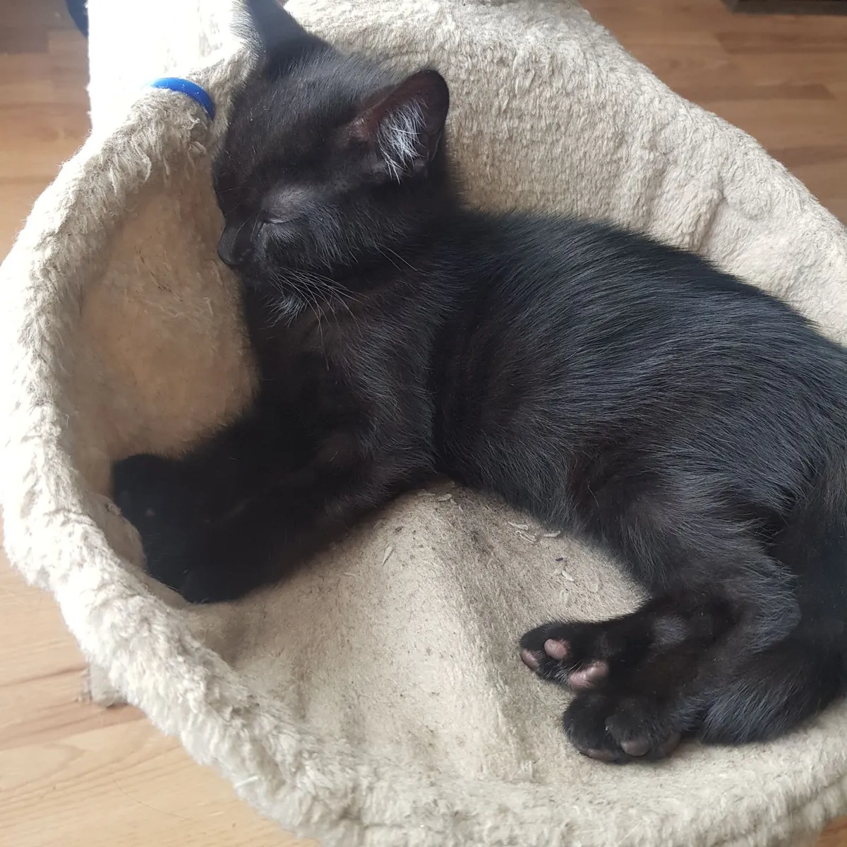2 beautiful kittens - Image 2