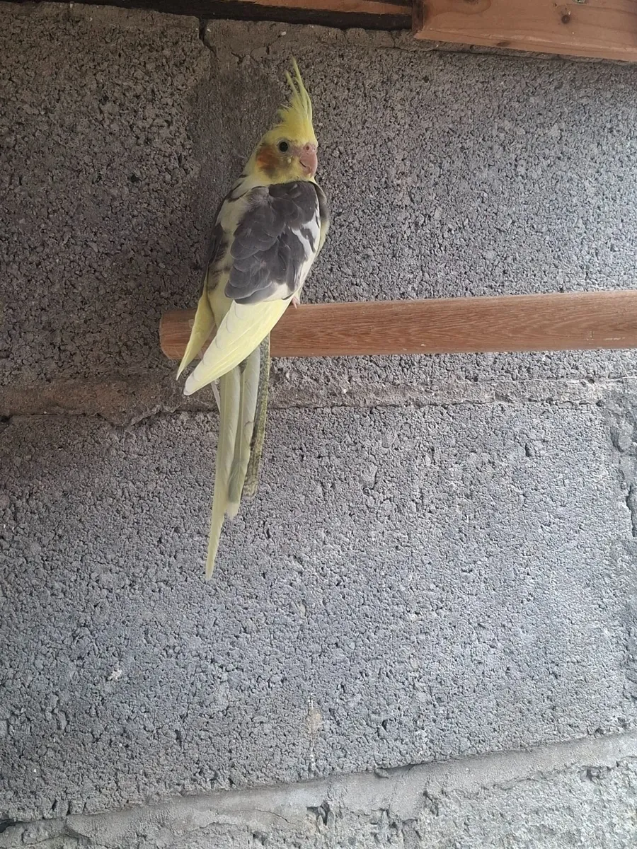 Young cockiteils and  budgies - Image 3