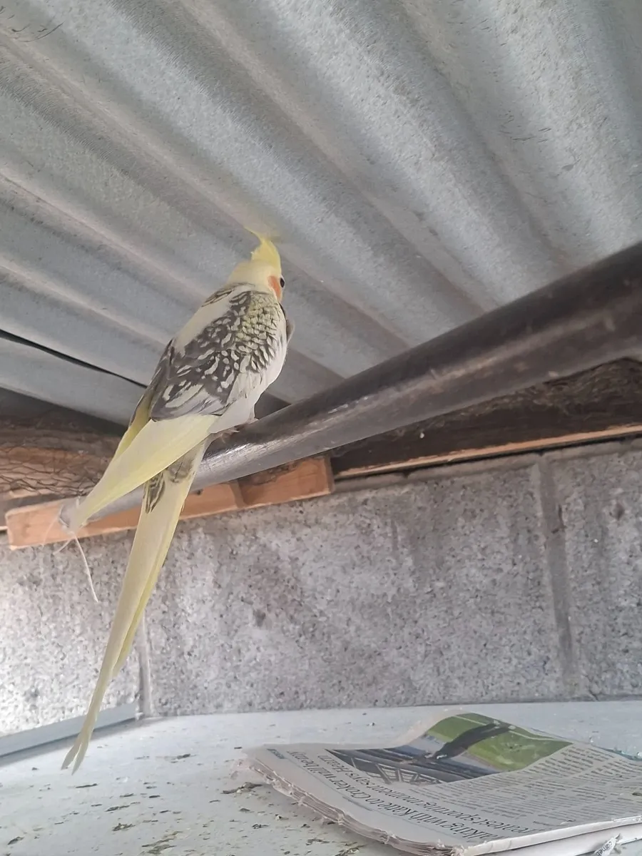 Young cockiteils and  budgies - Image 4