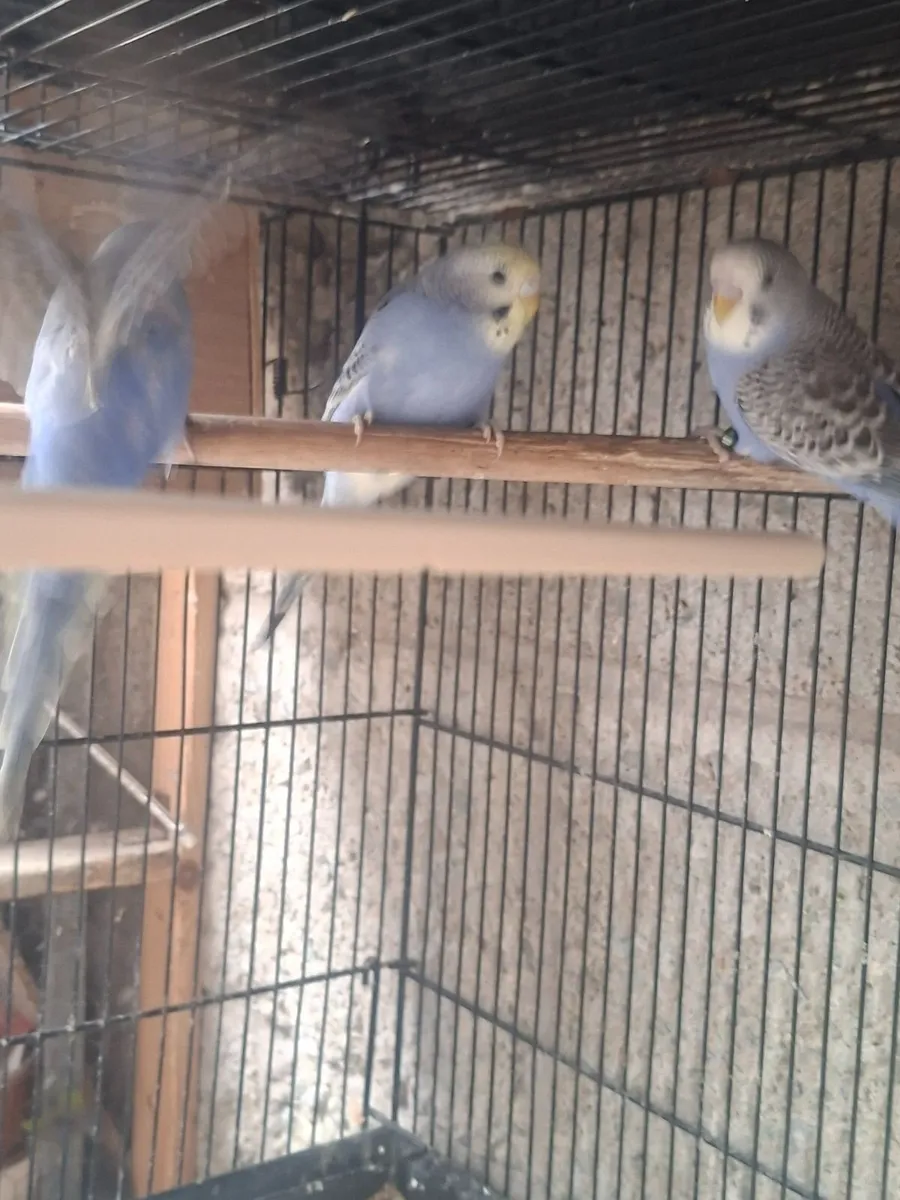 Young cockiteils and  budgies - Image 2