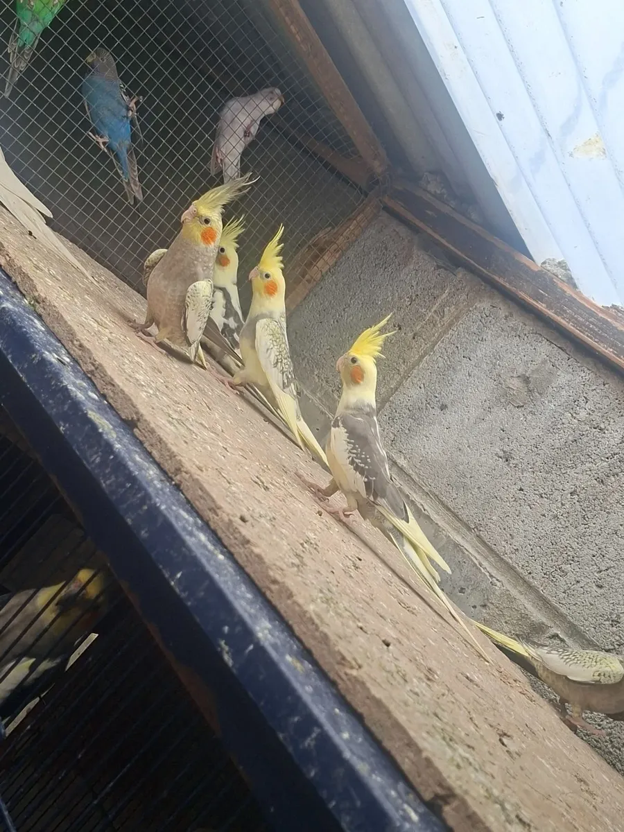 Young cockiteils and  budgies - Image 1