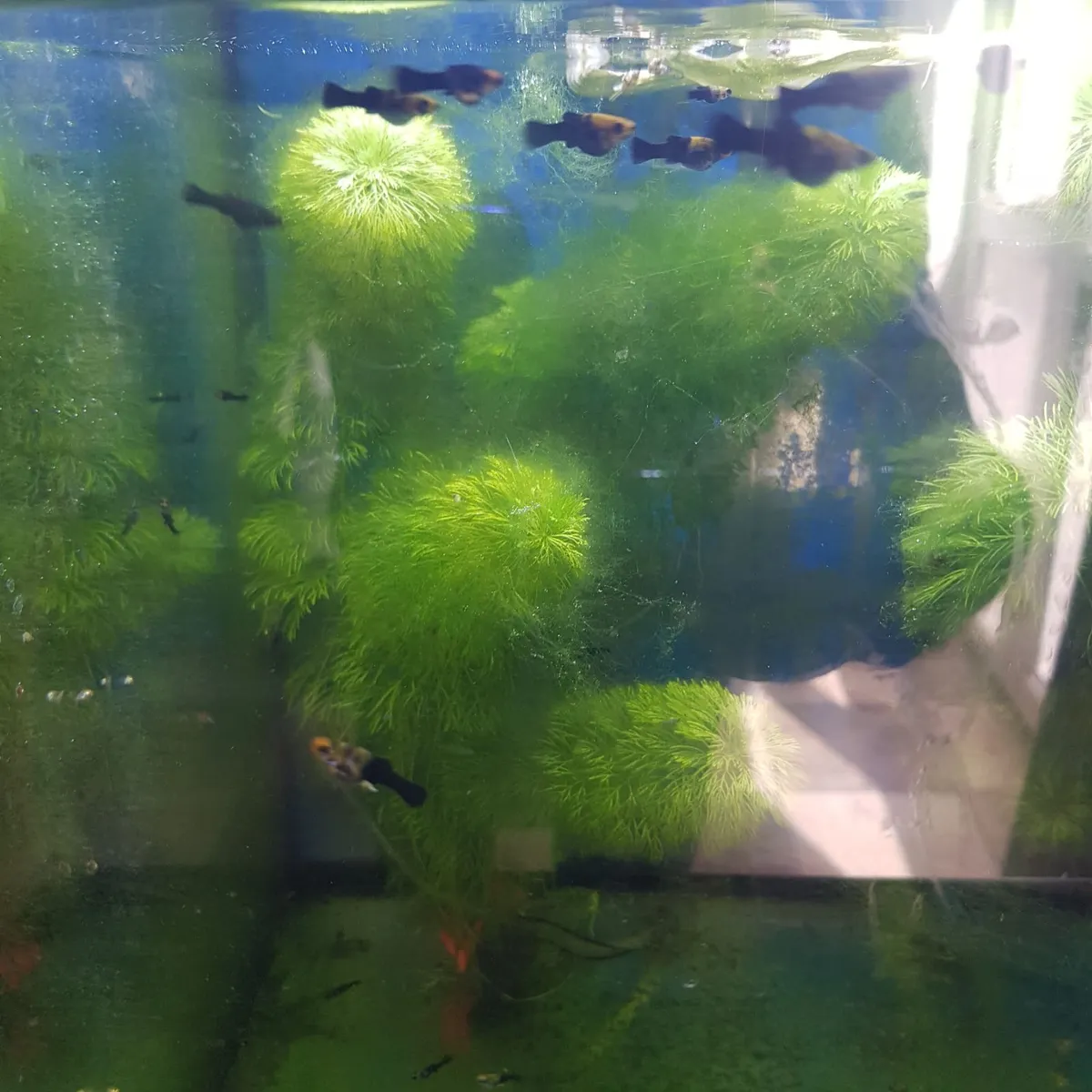 Molly fish - Image 1
