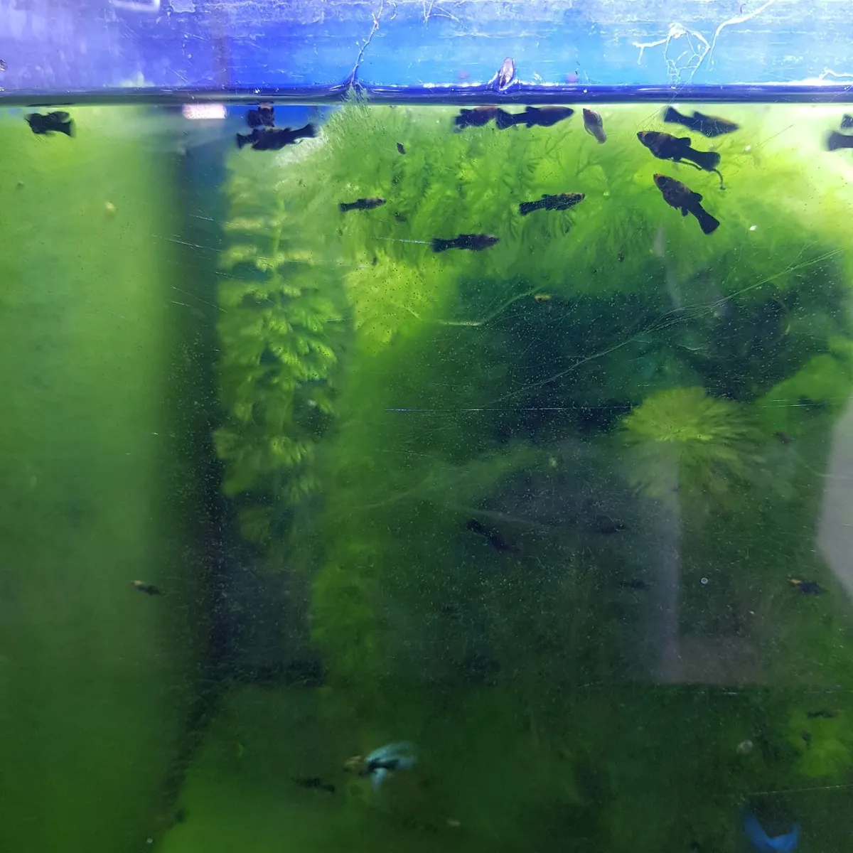 Molly fish - Image 2