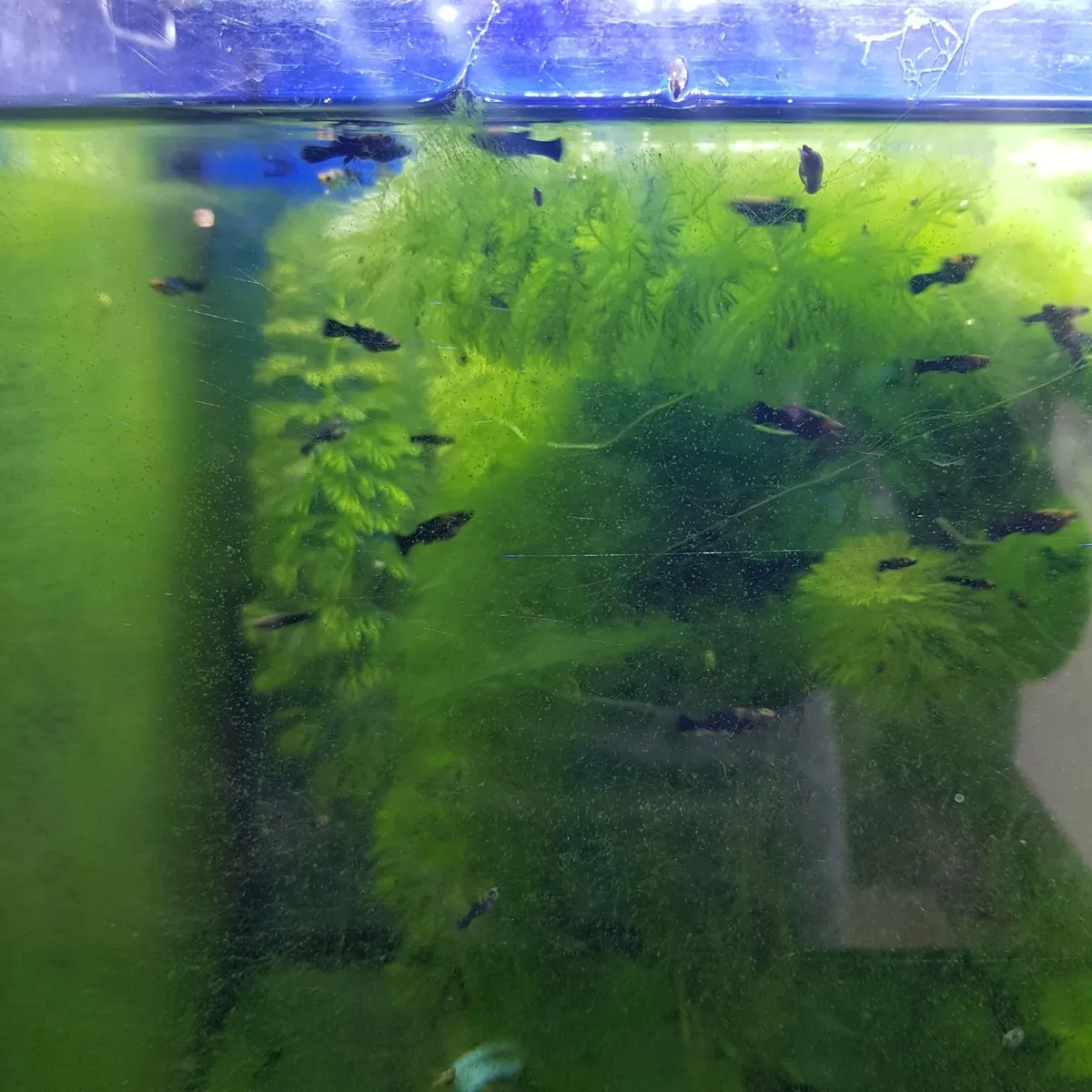 Molly fish - Image 3