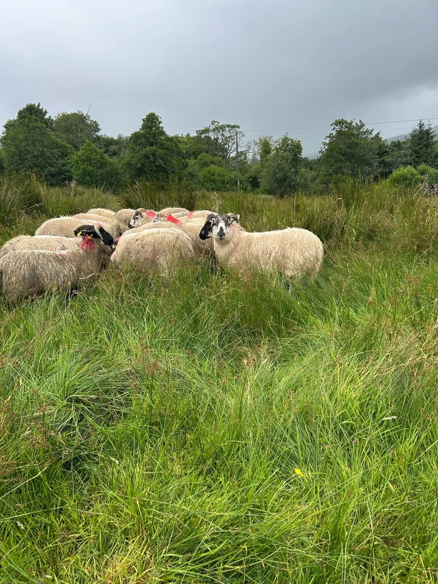 Ram lambs for sale - Image 2