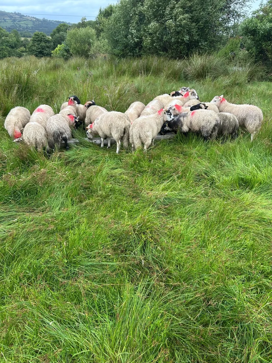 Ram lambs for sale - Image 3