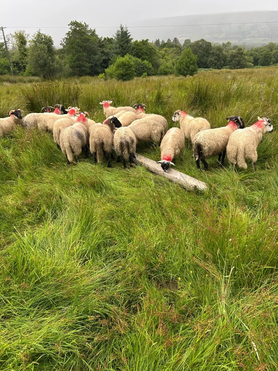 Ram lambs for sale - Image 1