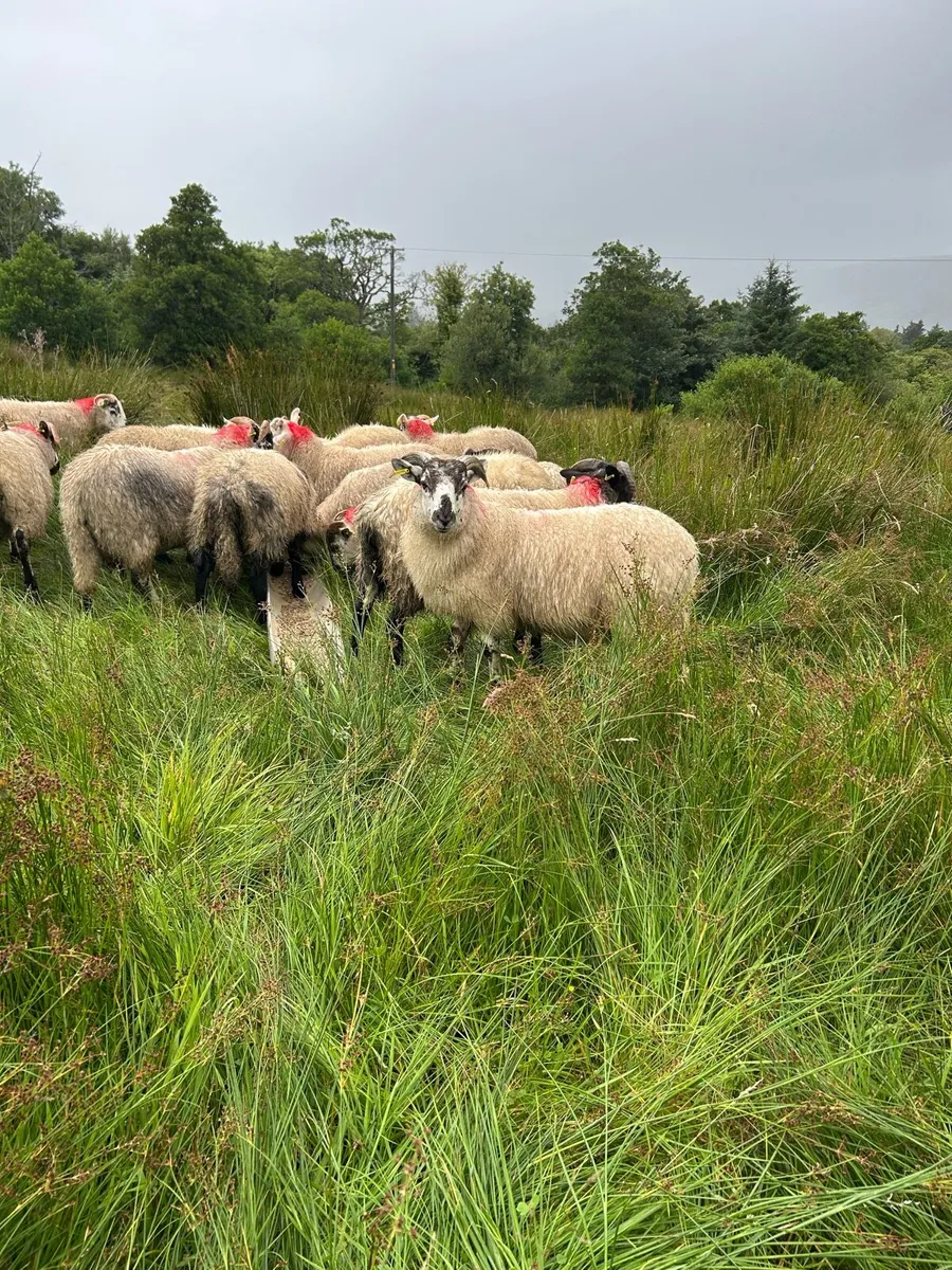 Ram lambs for sale - Image 4
