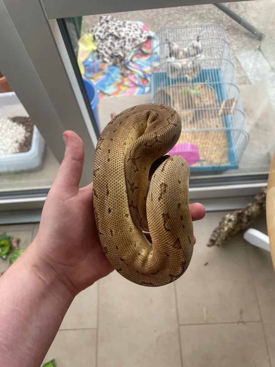 leopard pinstripe clown ball python