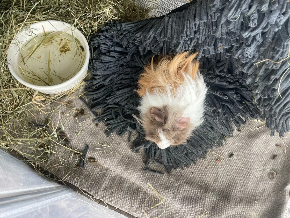 2 male guinea pigs - Image 1