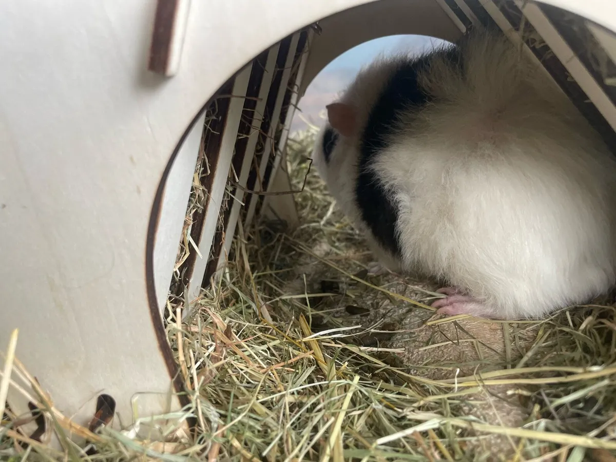 2 male guinea pigs - Image 2