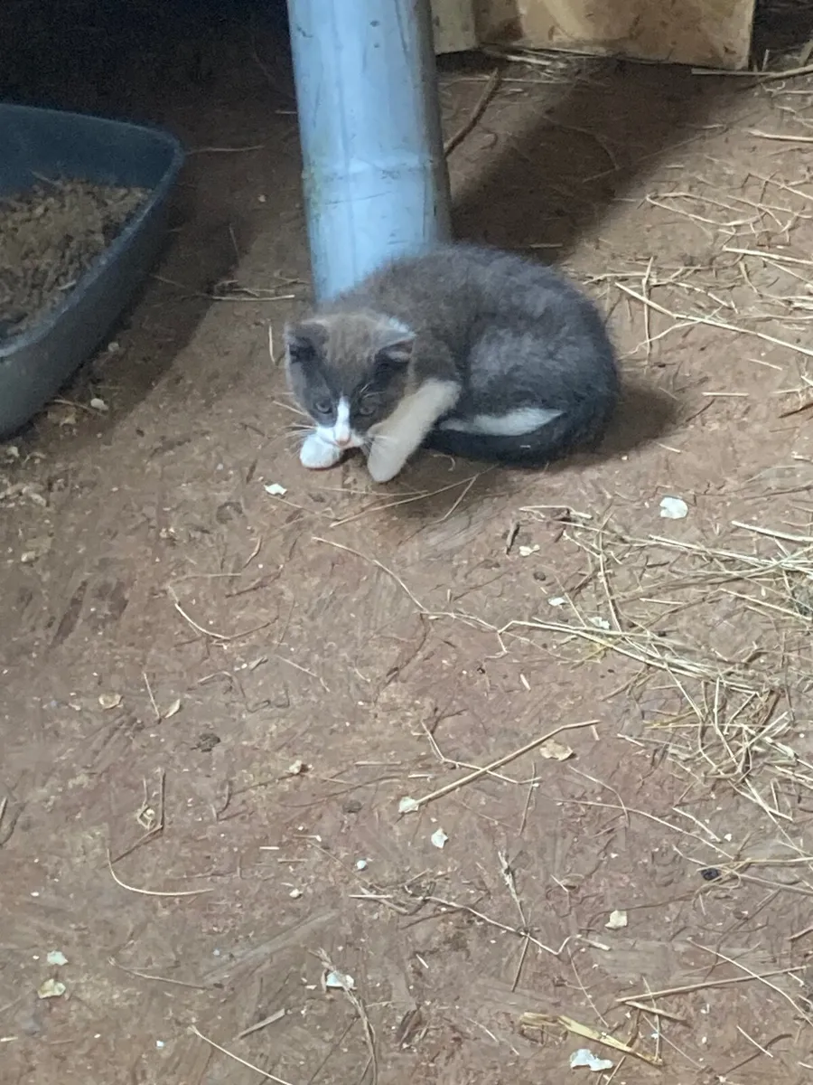 2 beautiful kittens - Image 1