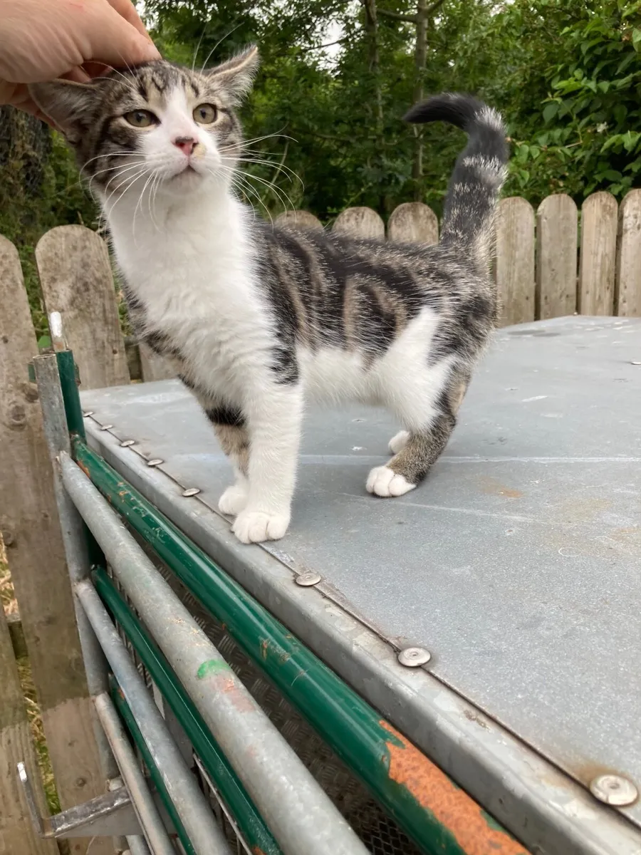 2 beautiful kittens - Image 2