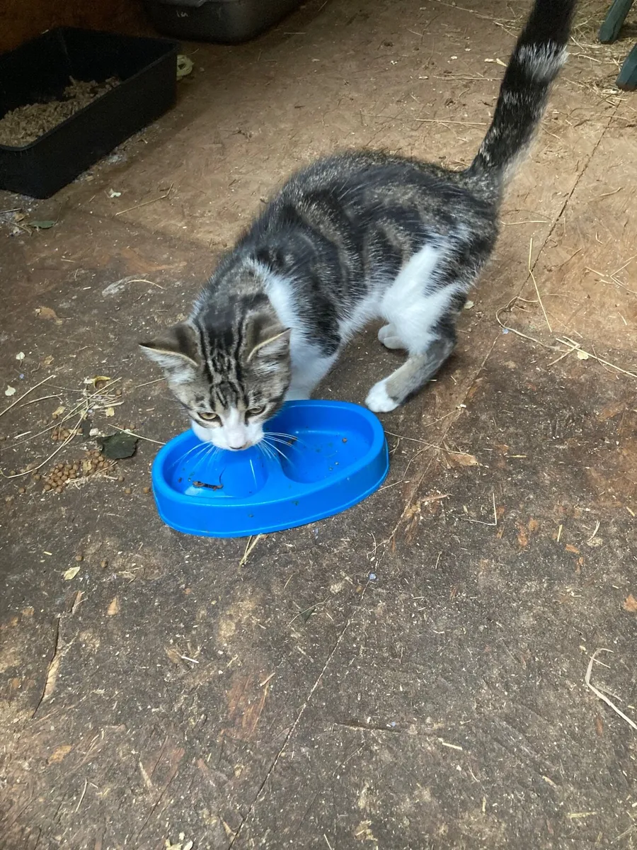 2 beautiful kittens - Image 3