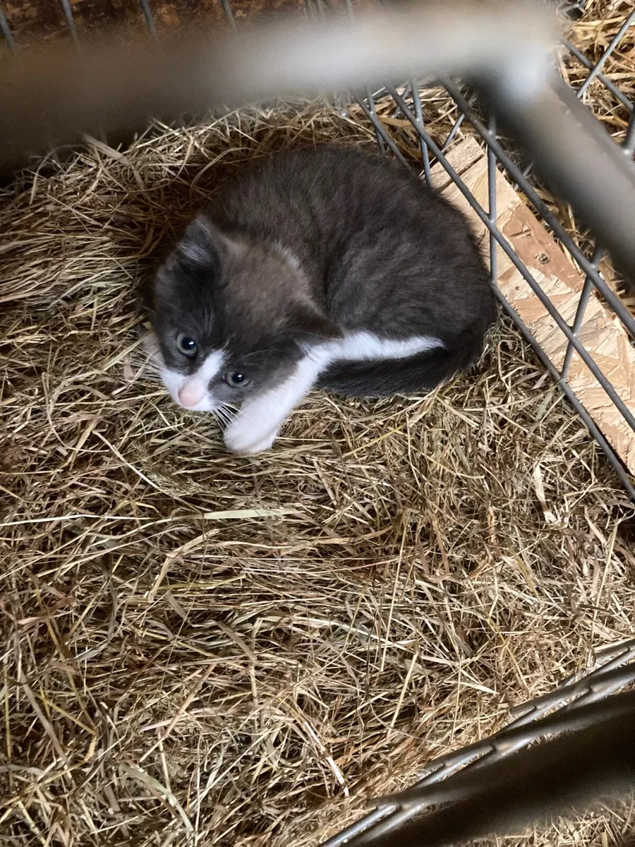 2 beautiful kittens - Image 4