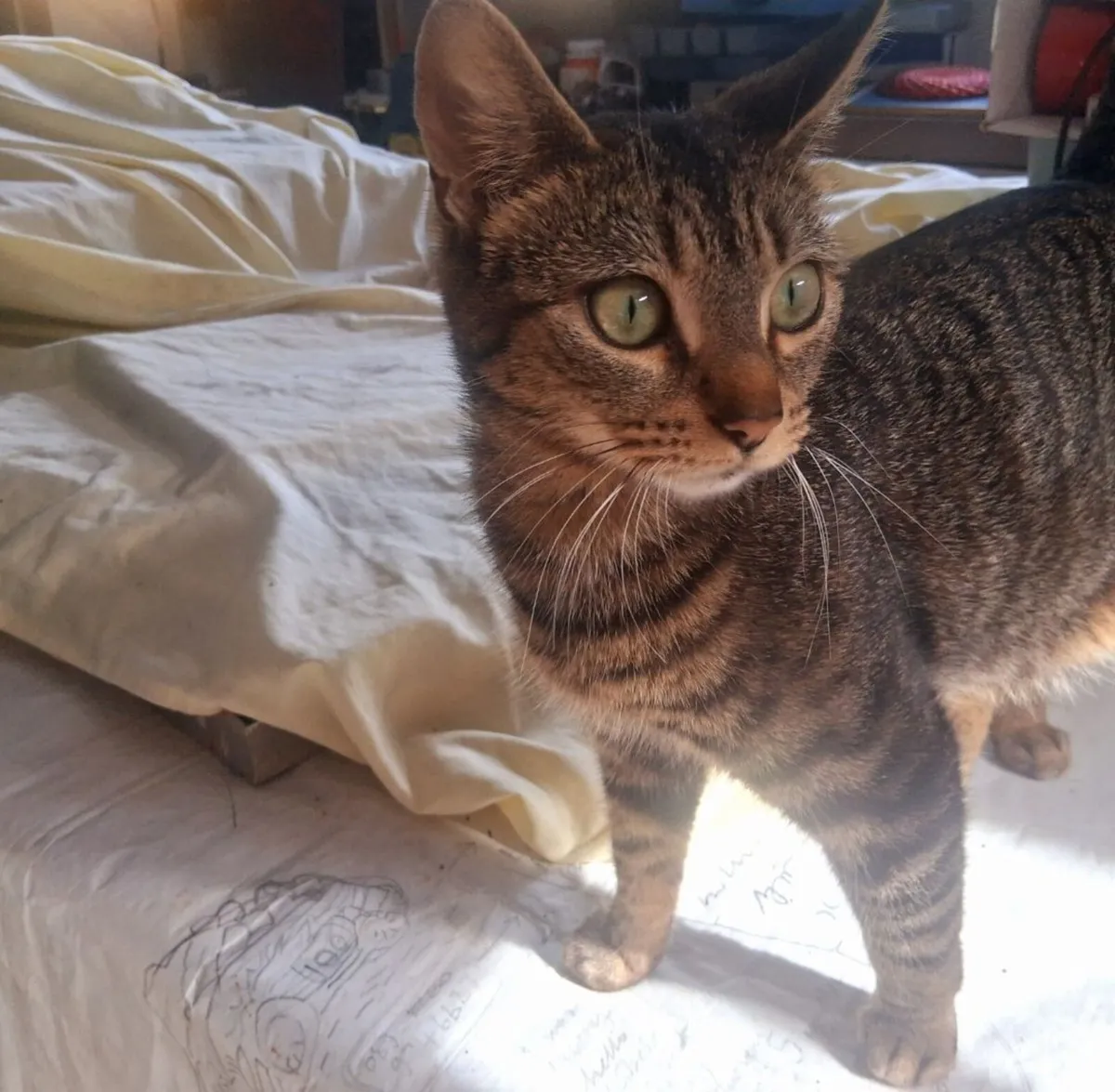 Cat - Image 1
