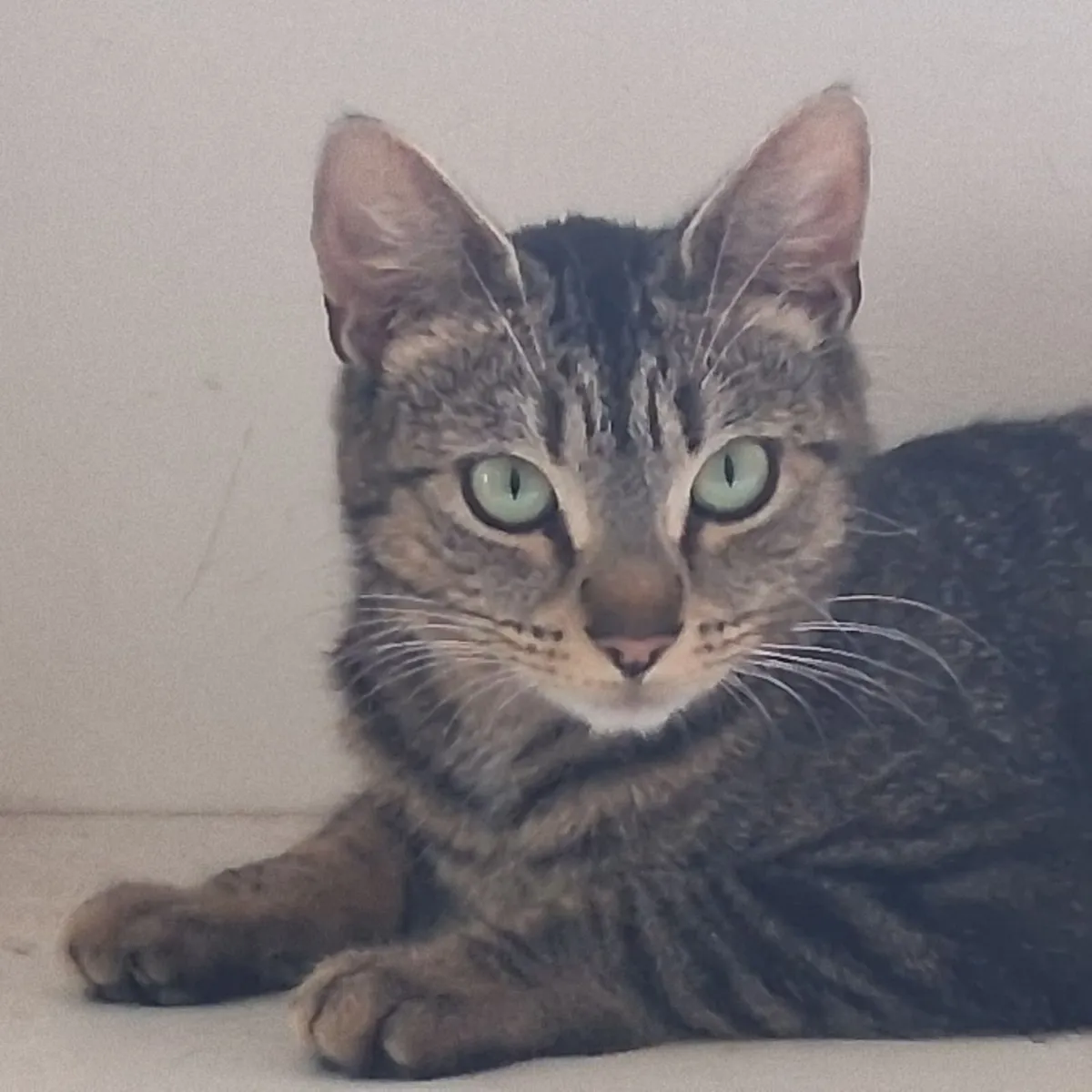 Cat - Image 2