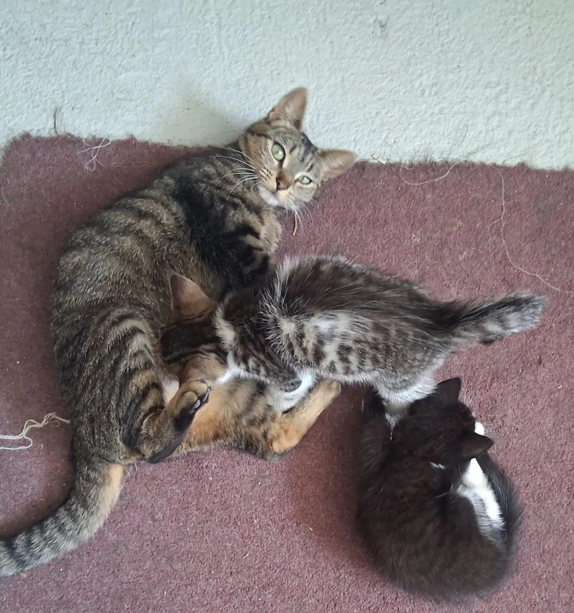 Cat - Image 3