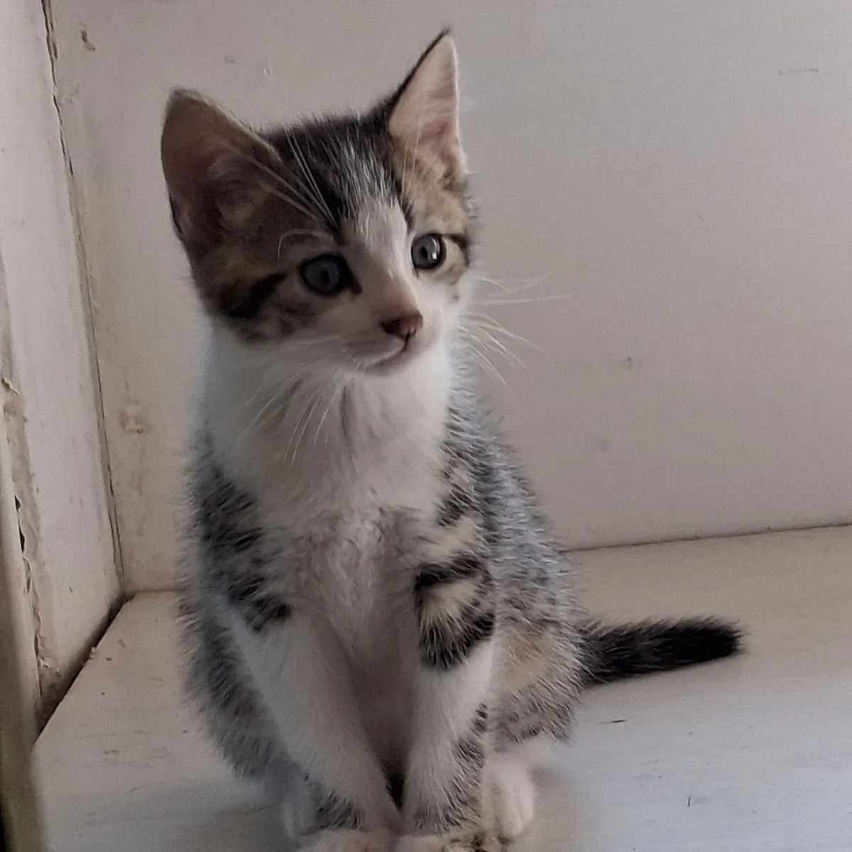 Cat - Image 4