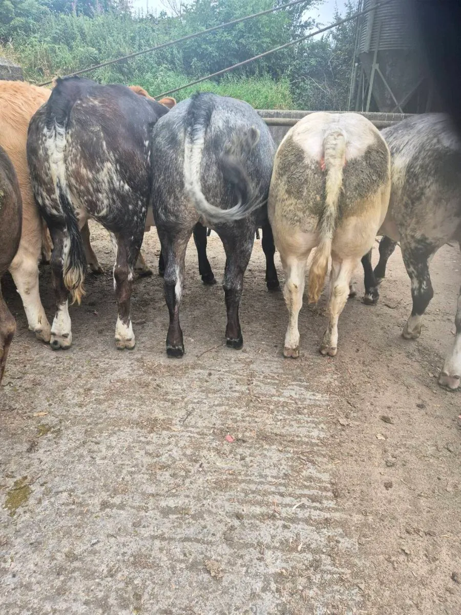 Breeding Heifers - Image 2