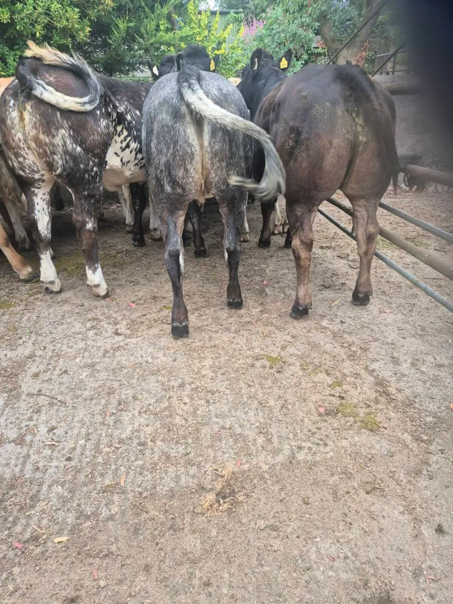 Breeding Heifers - Image 3