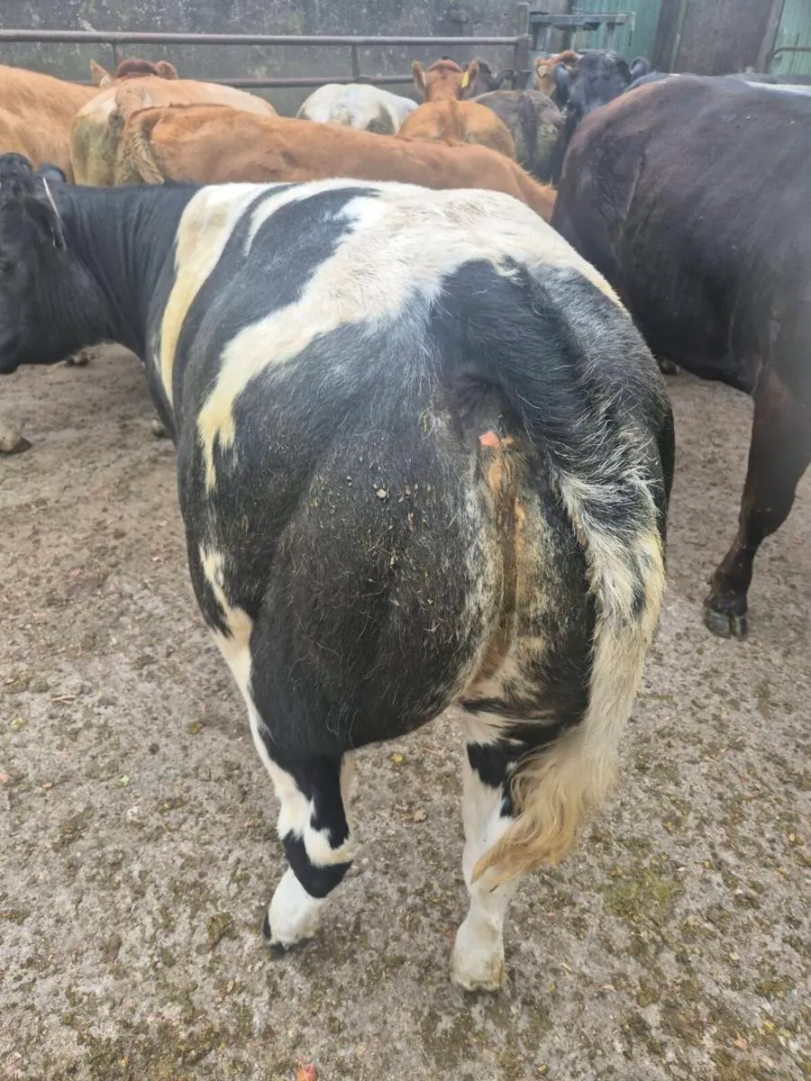 Breeding Heifers - Image 4