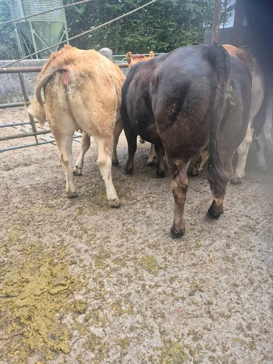 Breeding Heifers - Image 1