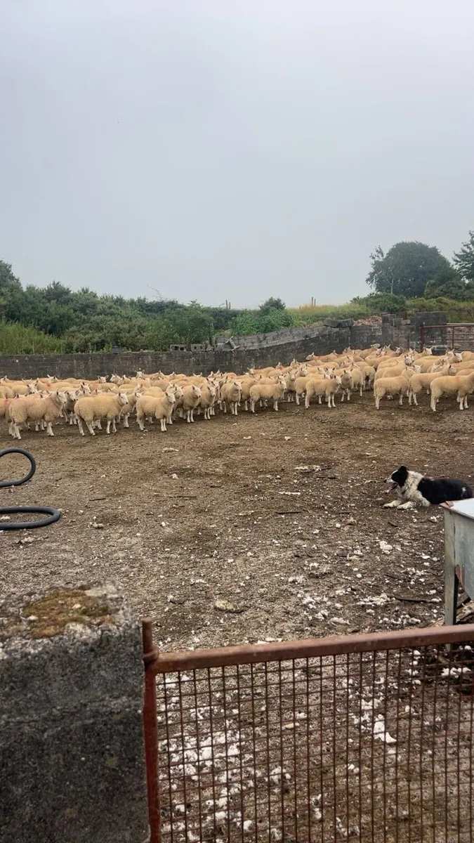 Lamb shearing - Image 1
