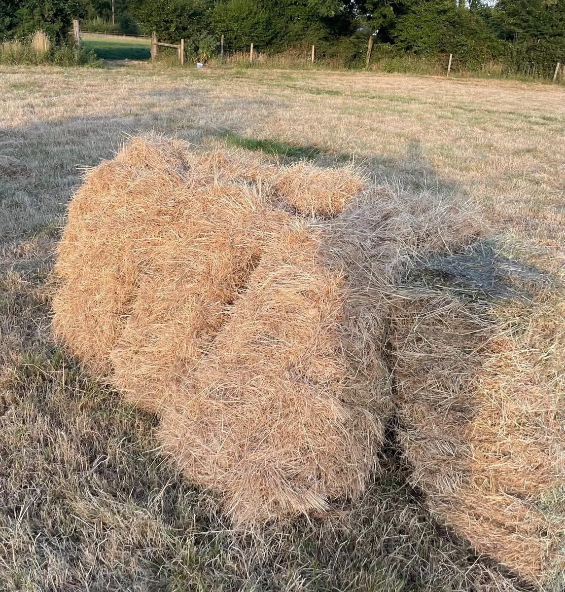 Hay - Image 1
