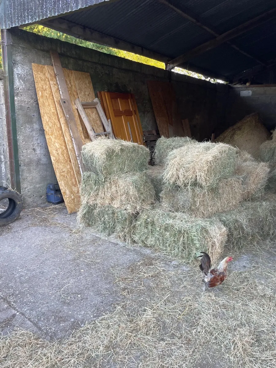 Hay - Image 2