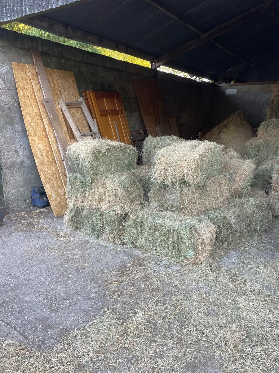 Hay - Image 4