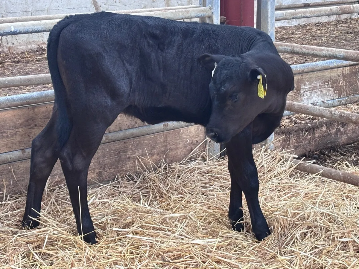 2 smashing Angus heifer calves for sale - Image 4