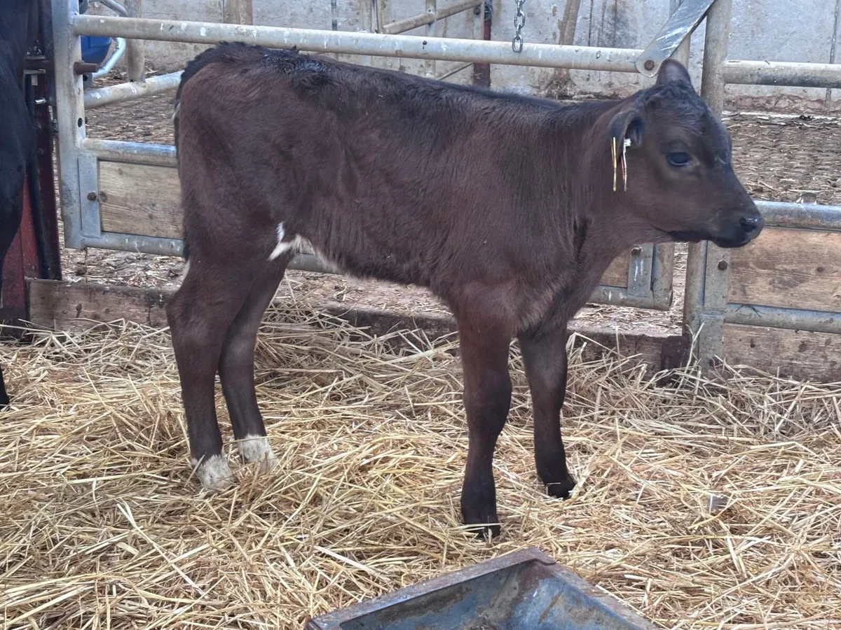 2 smashing Angus heifer calves for sale - Image 3