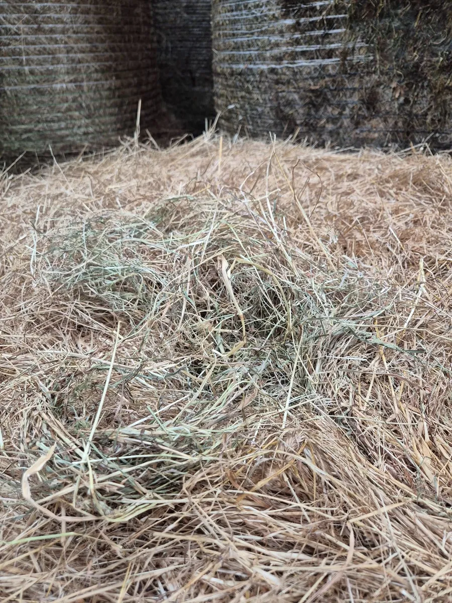 Hay - Image 2