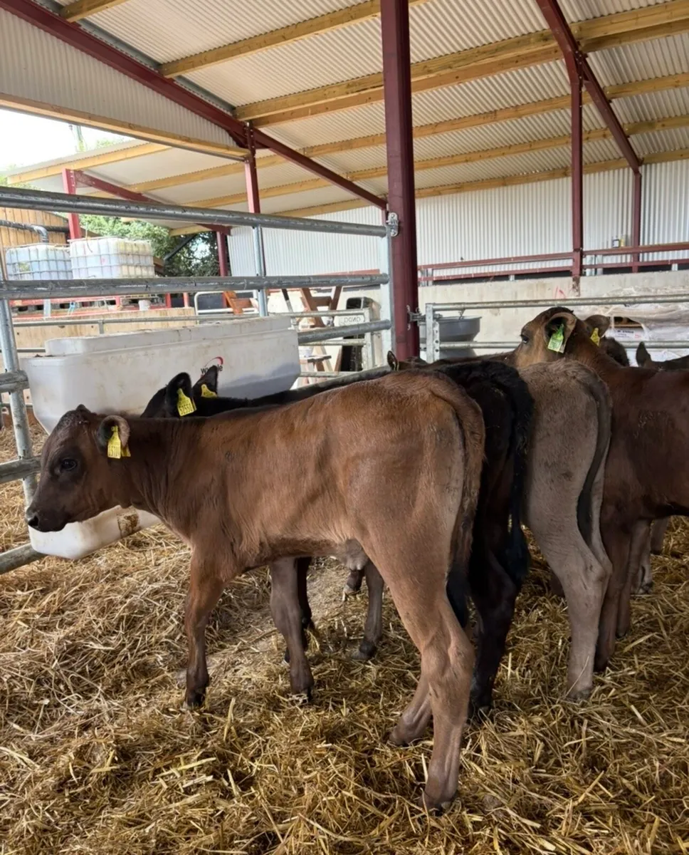 12 super continental heifer runners - Image 3
