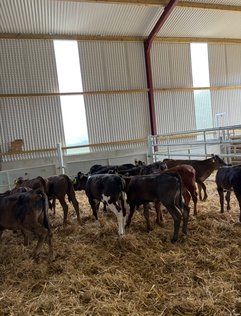 12 super continental heifer runners - Image 4